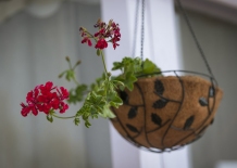 Geraniums in a Hanging Basket